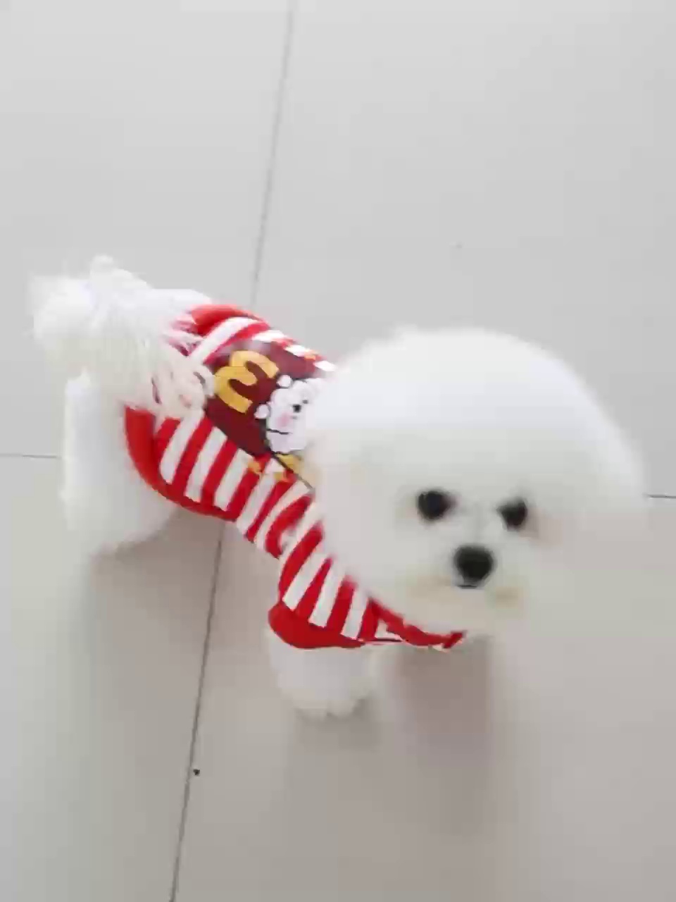 寵物服裝工廠代加工的秘密 從零售視角看產業鏈的隱形環節